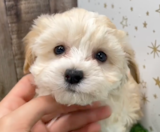 Havapoo Puppies For Sale Lone Star Pups